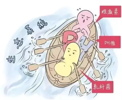 阴道微生态樱花草视频在线观看高清免费资源厂家解析女性阴道分泌物的奥妙