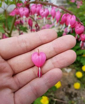 白带常规樱花草在线社区www中文字幕厂家分析炎症引起阴道内出血的原因